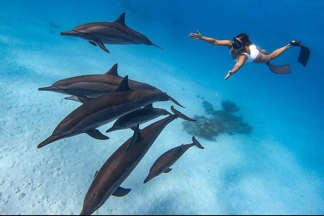 Swim with Dolphins VIP snorkeling Boat Trip with lunch - Hurghada - Key highlights you’ll feel right away