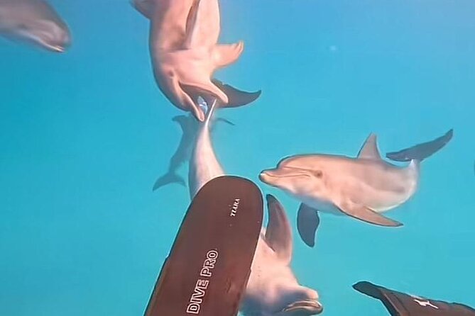 Swim with Dolphins VIP snorkeling Boat Trip with lunch - Hurghada - Hurghada start: pickup, timing, and a smoother morning