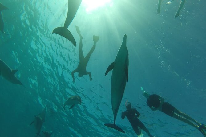 Swim with Dolphins VIP snorkeling Boat Trip with lunch - Hurghada - Price and value: how $15 turns into a real day on the water