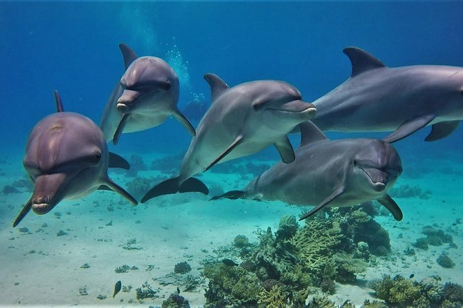 Swimming with Dolphin VIP Snorkeling Sea Trip With Lunch and Transfer - Hurghada - Dolphin House: Wild Dolphins, Not a Promise