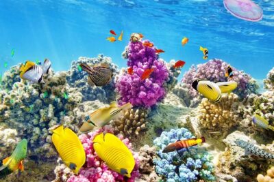 Swimming with Dolphin VIP Snorkeling Sea Trip With Lunch and Transfer - Hurghada - Reef Time at Coral Reefs: Where You’ll Actually See Color