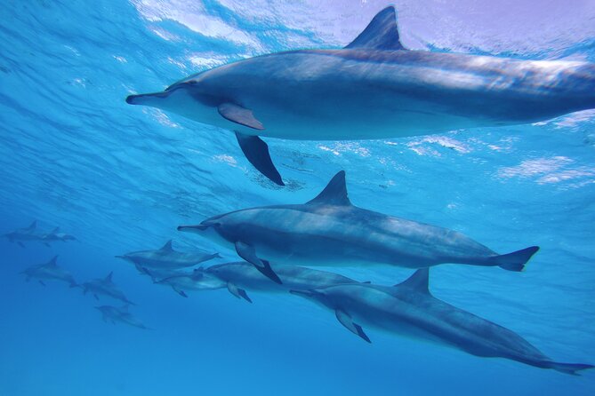 Swimming with Dolphin VIP Snorkeling Sea Trip With Lunch and Transfer - Hurghada - Boat, Group Size, and the 8-Hour Reality Check