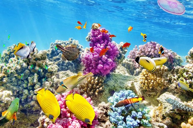 Swimming with Dolphin VIP Snorkeling Sea Trip With Lunch and Transfer - Hurghada - Reef Time at Coral Reefs: Where You’ll Actually See Color