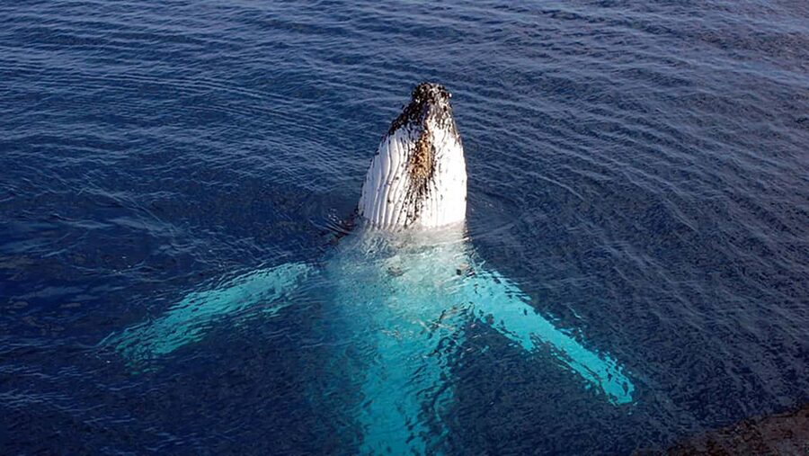 Tadoussac/Charlevoix: VIP Lounge OR UpperDeck Whale Watching - Key things that make this VIP whale cruise worth it