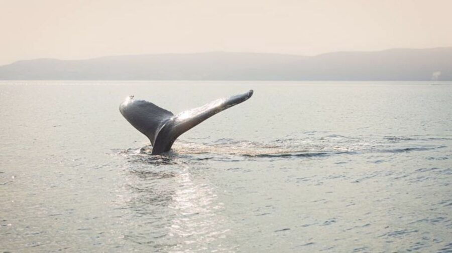 Tadoussac/Charlevoix: VIP Lounge OR UpperDeck Whale Watching - Should you book this AML Cruises VIP whale watch in Tadoussac/Charlevoix?