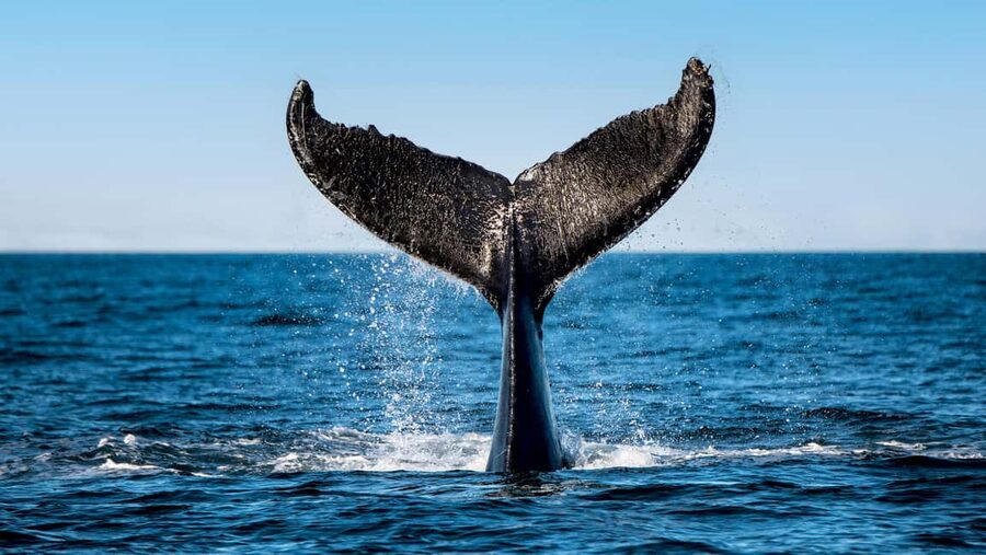 Tadoussac/Charlevoix: VIP Lounge OR UpperDeck Whale Watching - Getting positioned fast: reserved walkway, priority boarding, and onboard comfort