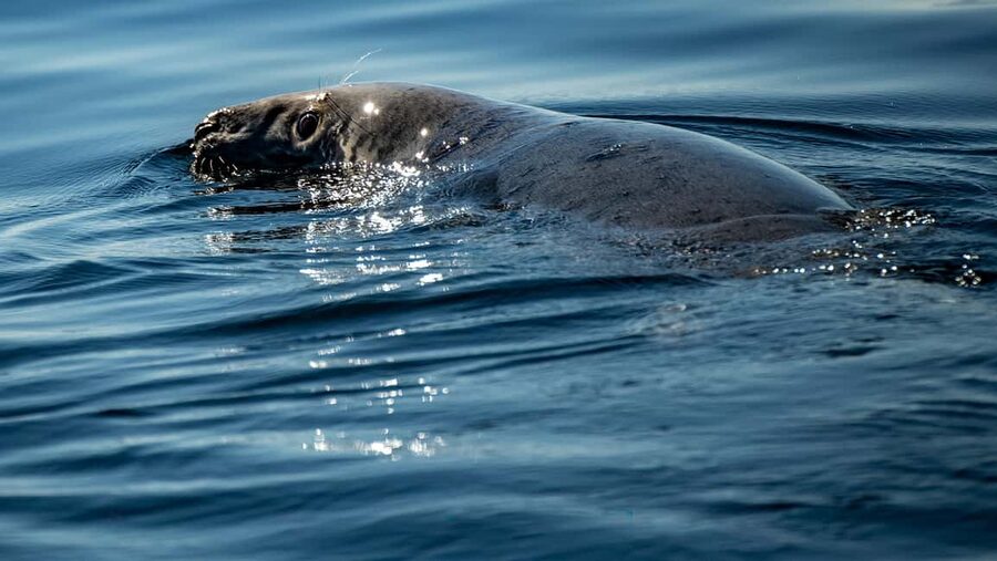 Tadoussac/Charlevoix: VIP Lounge OR UpperDeck Whale Watching - Whale spotting reality check: species variety, photo expectations, and the whale guarantee