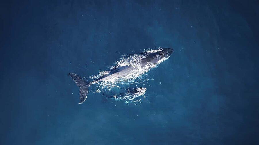 Tadoussac/Charlevoix: VIP Lounge OR UpperDeck Whale Watching - VIP Lounge vs Upper Deck: what you gain for $160