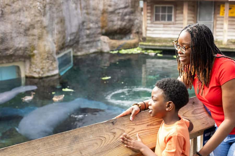 Tampa: ZooTampa at Lowry Park Ticket with After Hours Option - The conservation angle: why the manatees matter