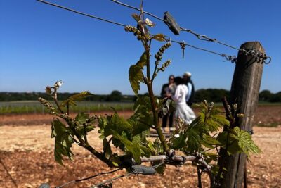 Tenute Girolamo: Wine Tour VIP - Going Down 18 Meters: The Barrel Cellar Experience