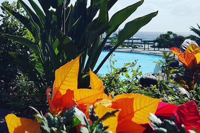 Tour Around the Island - Private VIP Tour in Tenerife - Transportation comfort and pacing: air-conditioned sanity on long drives