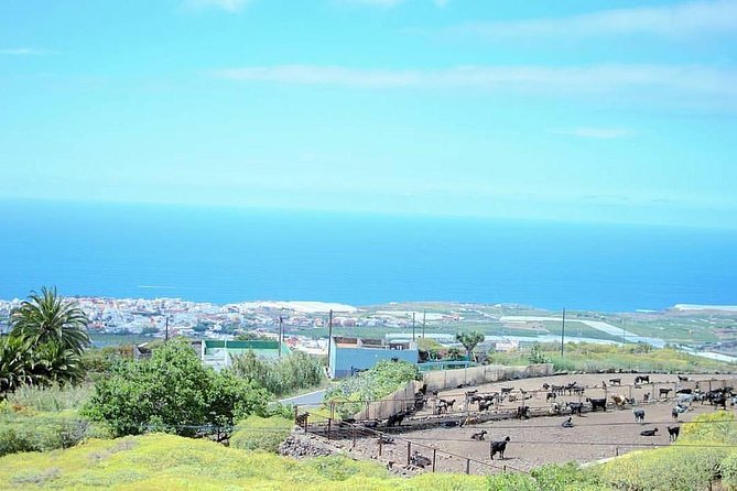 Tour Around the Island - Private VIP Tour in Tenerife - Who should book this tour?