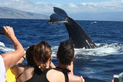 Ultimate 3.5 hour Whale Watch & Snorkel - Why this whale watch works so well for close-up sightings