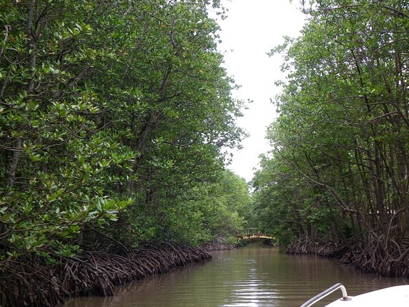 Vam Sat Mangrove Forest - VIP Private Tour - Key things to know before you go (Vam Sat Mangrove Forest VIP Private Tour)