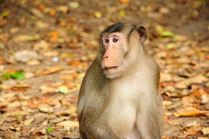 Vam Sat Mangrove Forest - VIP Private Tour - Can Gio mangroves: wildlife time without the Saigon chaos