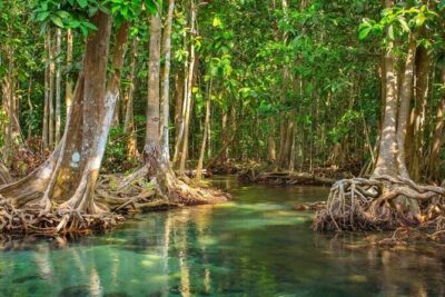 Vam Sat Mangrove Forest - VIP Private Tour - Getting to the reserve: why the boat mix matters