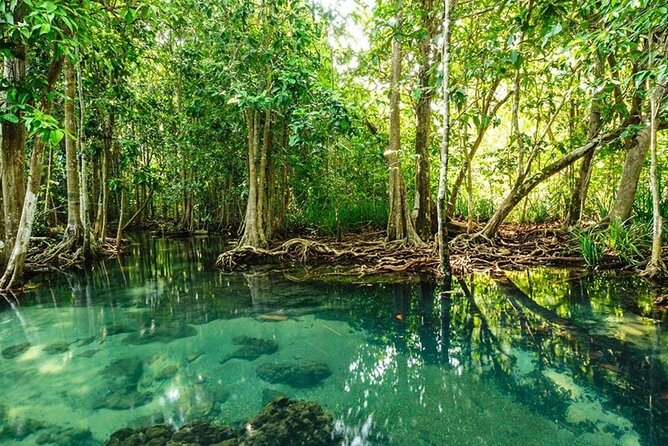 Vam Sat Mangrove Forest - VIP Private Tour - Bat Preservation Zone: the canopy moment people remember
