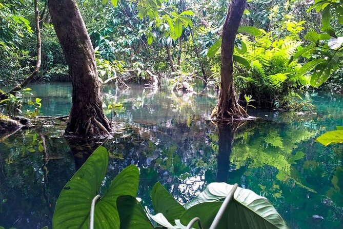 Vam Sat Mangrove Forest - VIP Private Tour - Bird sanctuary: 20,000+ birds across 26 species