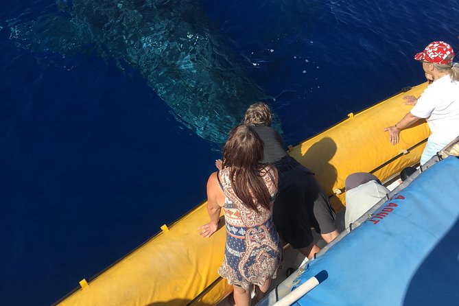 VIP (12 Guests ONLY) Ultimate Whale Watch - Key points to know before you go