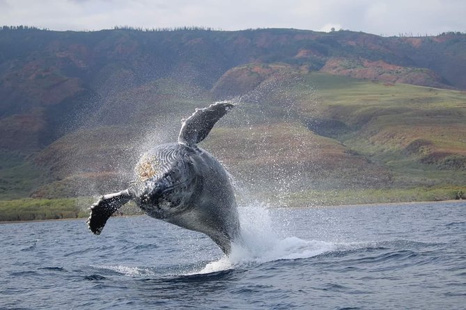 VIP (12 Guests ONLY) Ultimate Whale Watch - Why the low raft matters more than you think