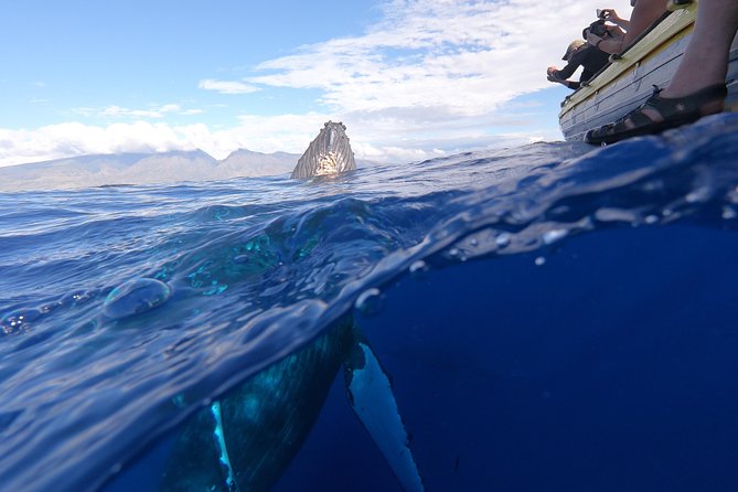 VIP (12 Guests ONLY) Ultimate Whale Watch - How whale searching turns into close encounters