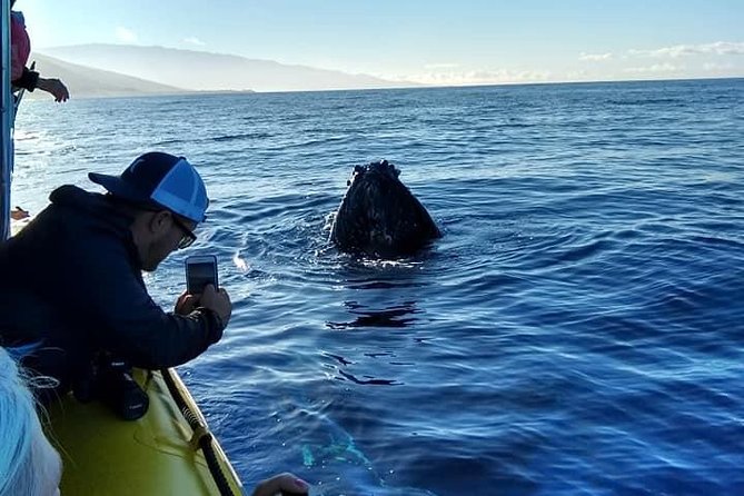 VIP (12 Guests ONLY) Ultimate Whale Watch - Getting the most out of your camera time