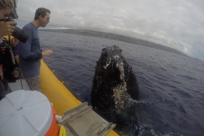 VIP (12 Guests ONLY) Ultimate Whale Watch - What to wear and bring for a 2-hour raft ride