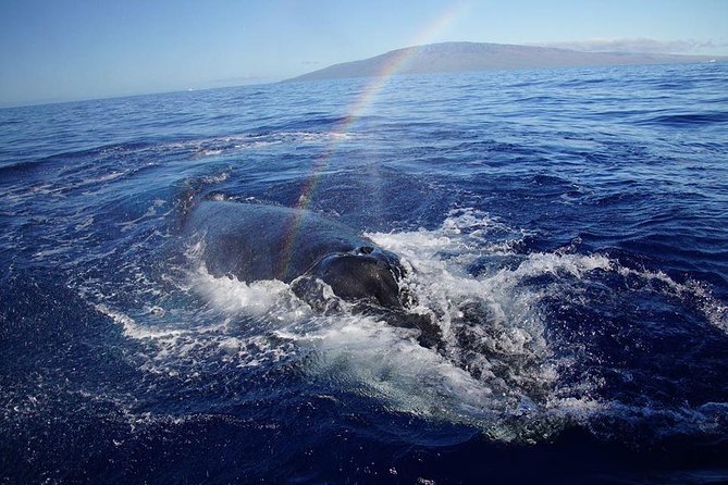 VIP (12 Guests ONLY) Ultimate Whale Watch - December–April whale guarantee: when this VIP matters most