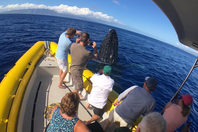 VIP (12 Guests ONLY) Ultimate Whale Watch - Price and value: is $125 worth it?