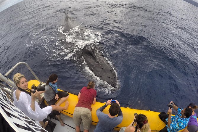 VIP (12 Guests ONLY) Ultimate Whale Watch - The onboard naturalist and hydrophone: what you’ll actually learn
