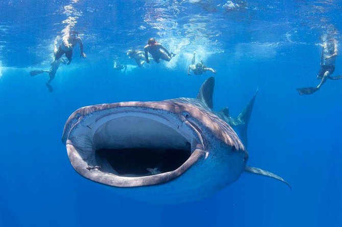 VIP Aloha Nui Snorkel Adventure w/ optional SCUBA from Lahaina - Key Highlights You’ll Actually Feel On This Trip