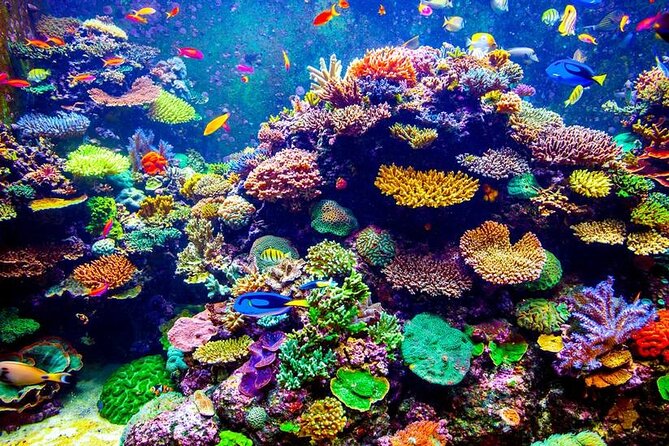 VIP Boat Trip with Diving and snorkeling in Hurghada - Key highlights you’ll care about