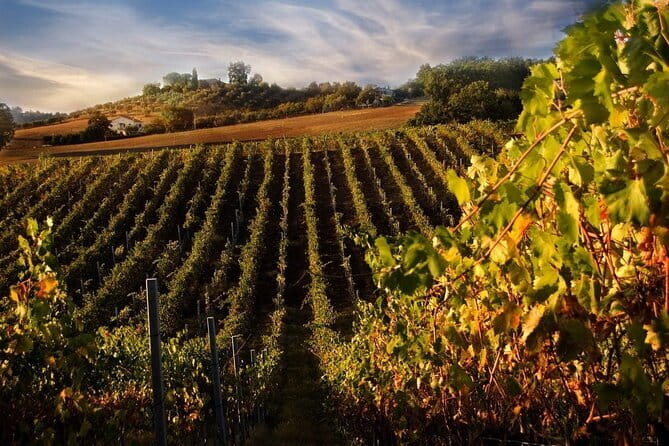 VIP Brunello Montalcino, Montepulciano & Val d'Orcia with Lunch - Price and value: is $231.86 per person worth it?