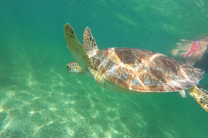 VIP Cenotes & Turtles Private Tour - What’s included, what’s not, and the real value of $215