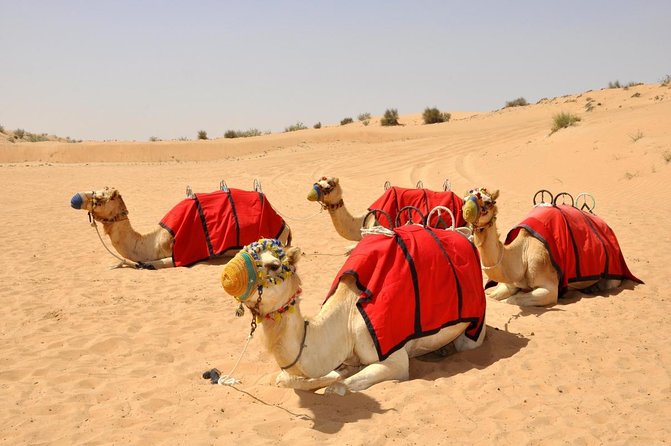 VIP Dubai Desert Safari with Dinner served at table and 3 live Shows - From Your Dubai Hotel to the Red Dunes (2:00 pm Start)