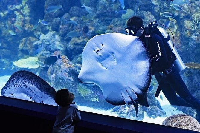 VIP Experience Dubai Aquarium & Underwater Zoo-As per Selection - Dubai Mall’s underwater tunnel is the star