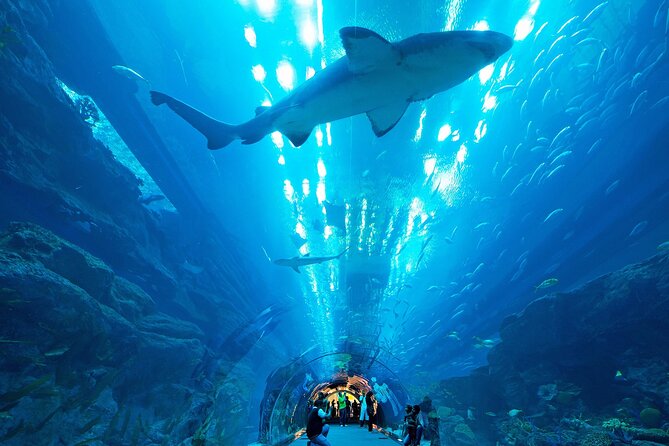VIP Experience Dubai Aquarium & Underwater Zoo-As per Selection - A realistic itinerary: how to enjoy the time you have