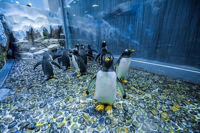 VIP Experience Dubai Aquarium & Underwater Zoo-As per Selection - Price and value: is $55 worth it?