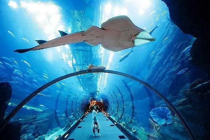 VIP Experience Dubai Aquarium & Underwater Zoo-As per Selection - What the VIP-style ticket includes (and what it might not)