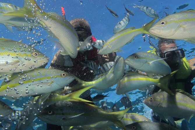VIP Fascinating Boat Ride & Snorkeling at Sosua Bay - Weather and sea conditions: the real make-or-break factor