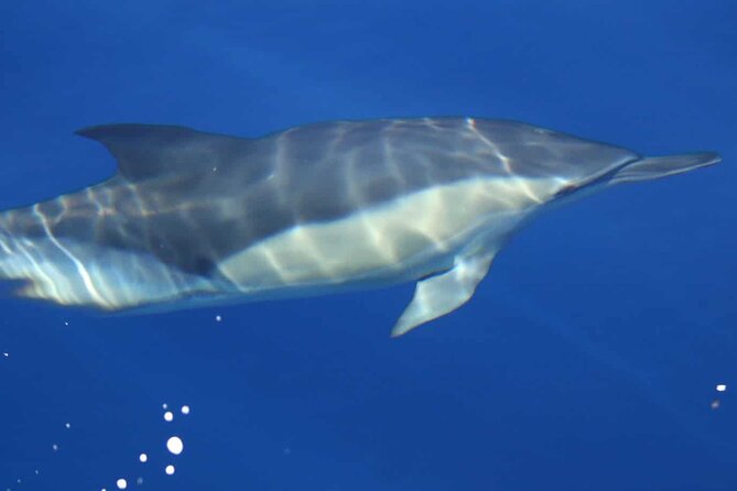 ViP Full Day Swimming With Dolphin Sea Trip With Lunch - Hurghada - Snorkeling Stops: What Each Part of the Day Is Actually For