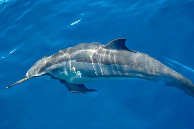 ViP Full Day Swimming With Dolphin Sea Trip With Lunch - Hurghada - Lunch on Board: Simple Food, Big Comfort Factor