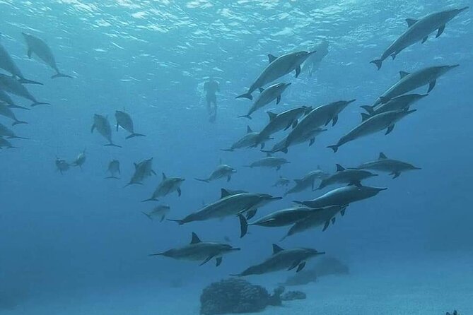 ViP Full Day Swimming With Dolphin Sea Trip With Lunch - Hurghada - Price and Value: What $15.30 Actually Buys You