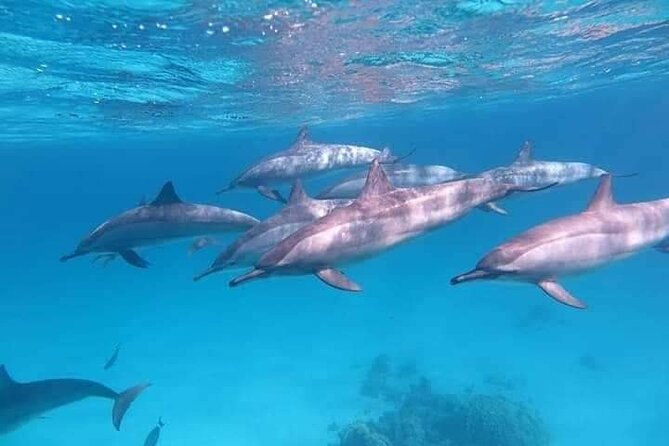 ViP Full Day Swimming With Dolphin Sea Trip With Lunch - Hurghada - Dolphin Encounters: What You Can Realistically Expect