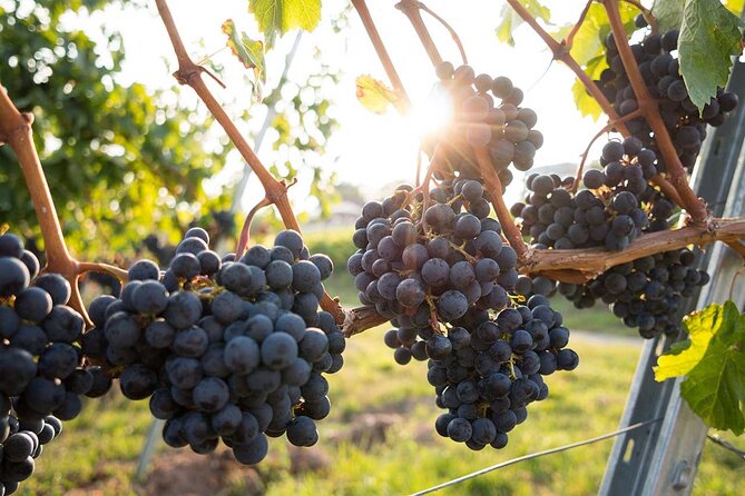 VIP Full Day Wineries Tour from Istanbul - Price and value: Is $595.45 worth it?