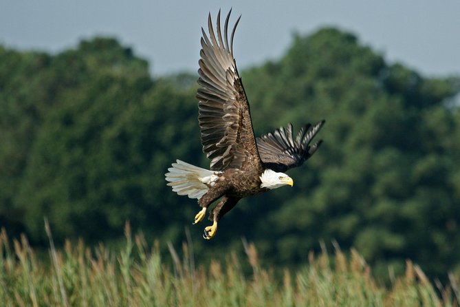 VIP Private Airboat Tour near Orlando - Key Points You’ll Care About