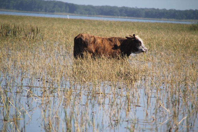 VIP Private Airboat Tour near Orlando - The 60-Minute VIP Ride: How the Time Actually Works