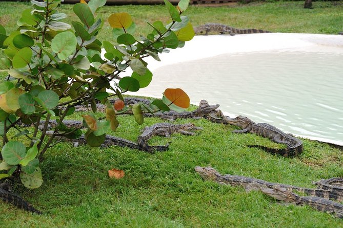 VIP Private Airboat Tour near Orlando - Butterfly Garden: A Nice Pause Between Reptiles