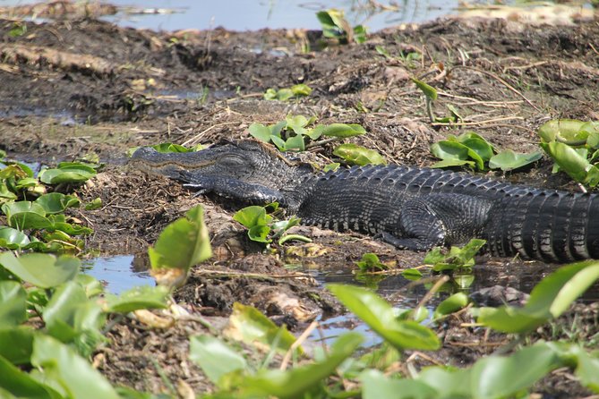 VIP Private Airboat Tour near Orlando - Guides Matter: The Human Side of Wildlife Spotting