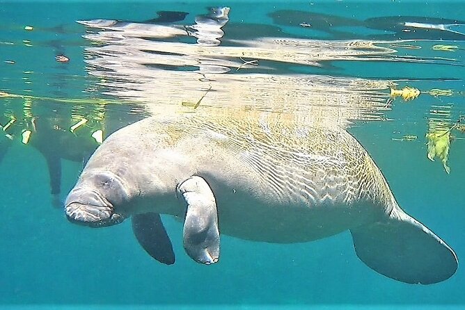 VIP Private Boat Manatee Snorkel Tour with In-Water Guide and Photograper - Photography included: why it’s worth paying for